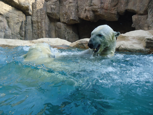 シロクマ3日本平動物園ロッシー&バニラ2012｜ホッキョクグマと三角コーン