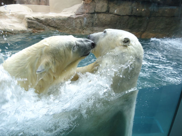 シロクマ4日本平動物園ロッシー&バニラ2012｜ホッキョクグマと三角コーン