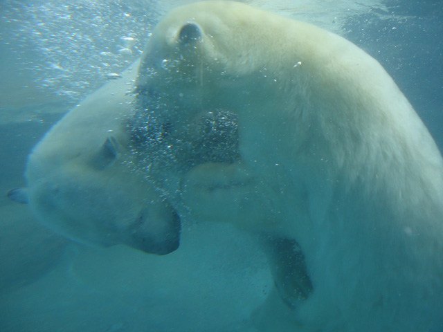 シロクマ5日本平動物園ロッシー&バニラ2012｜ホッキョクグマと三角コーン