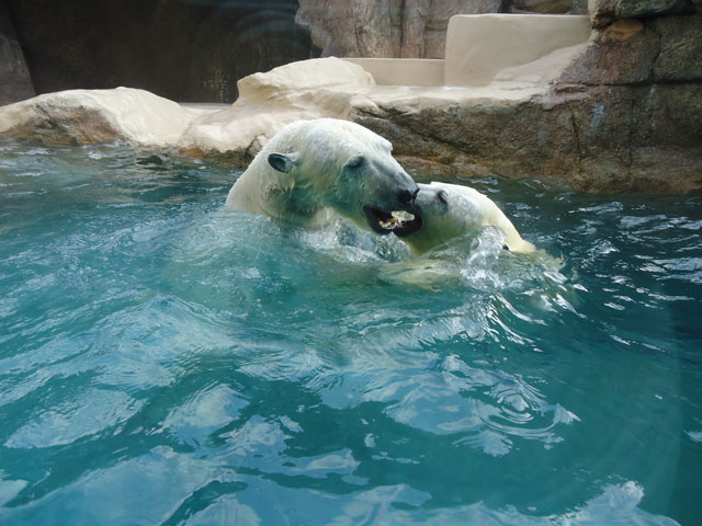 シロクマ6日本平動物園ロッシー&バニラ2012｜ホッキョクグマと三角コーン