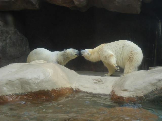 シロクマ1日本平動物園ロッシー&バニラ2012｜ホッキョクグマと三角コーン