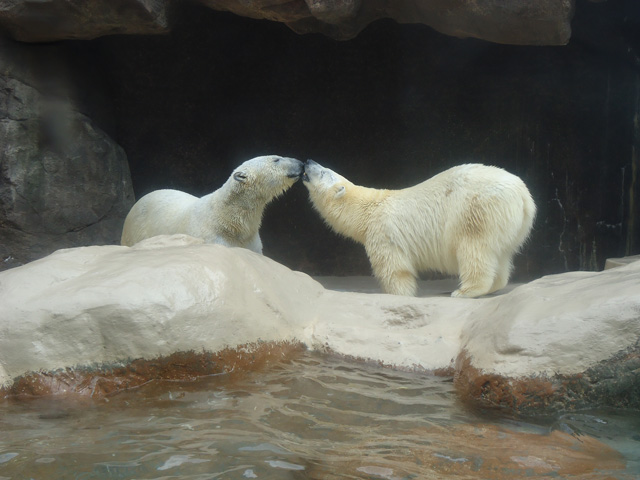 シロクマ2日本平動物園ロッシー&バニラ2012｜ホッキョクグマと三角コーン