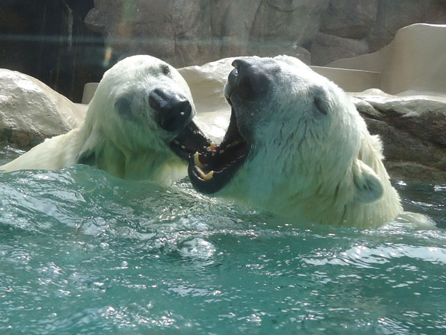 シロクマ44日本平動物園ロッシー&バニラ2012｜ホッキョクグマと三角コーン