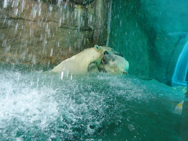 シロクマ49日本平動物園ロッシー&バニラ2012｜ホッキョクグマと三角コーン