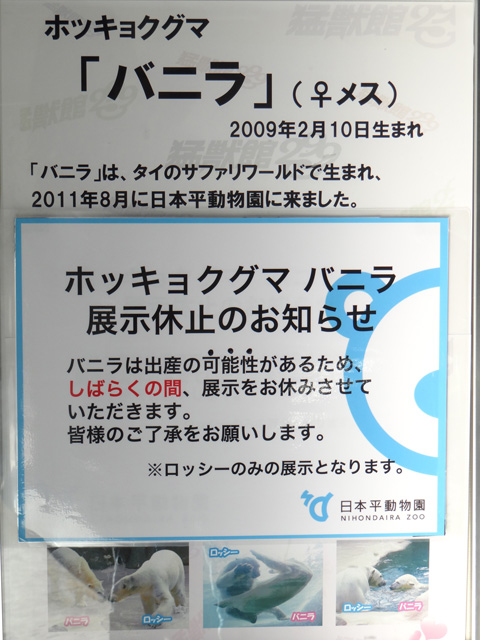 シロクマ2日本平動物園ロッシー2013｜ホッキョクグマと三角コーン