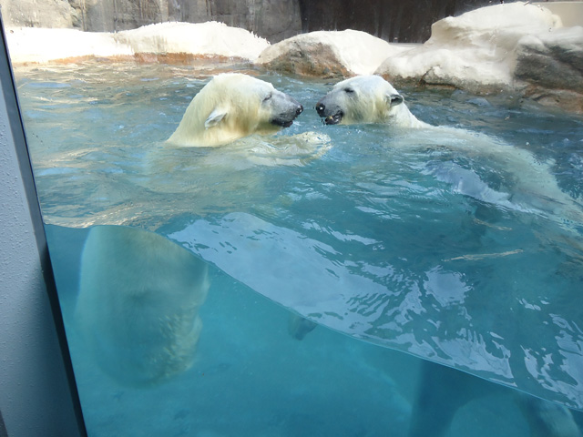 シロクマ7日本平動物園ロッシー&バニラ2012｜ホッキョクグマと三角コーン