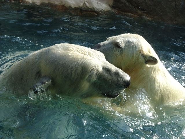 シロクマ9日本平動物園ロッシー&バニラ2012｜ホッキョクグマと三角コーン