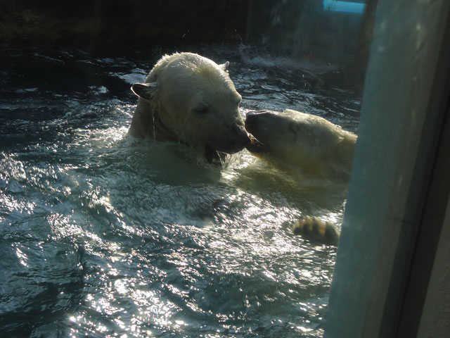 シロクマ11日本平動物園ロッシー&バニラ2012｜ホッキョクグマと三角コーン