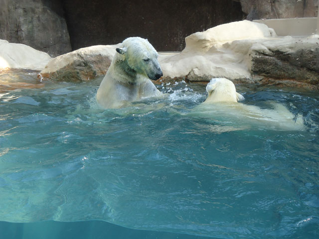 シロクマ12日本平動物園ロッシー&バニラ2012｜ホッキョクグマと三角コーン