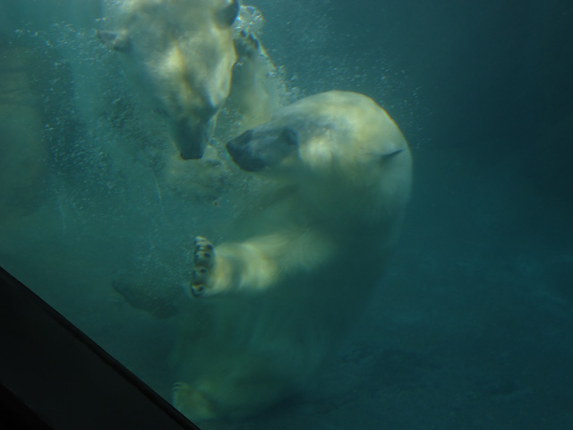 シロクマ13日本平動物園ロッシー&バニラ2012｜ホッキョクグマと三角コーン