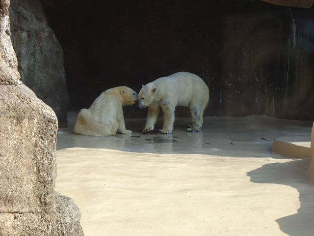 シロクマ20日本平動物園ロッシー&バニラ2012｜ホッキョクグマと三角コーン