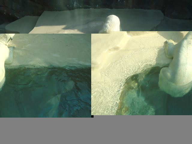 シロクマ21日本平動物園ロッシー&バニラ2012｜ホッキョクグマと三角コーン