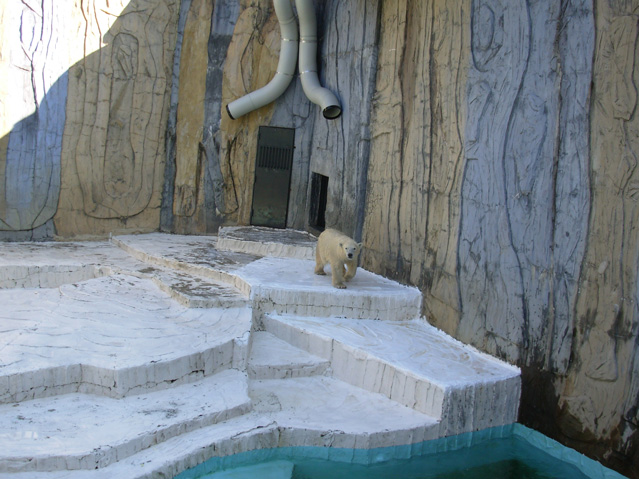 シロクマ11日本平動物園ロッシー2008｜ホッキョクグマと三角コーン
