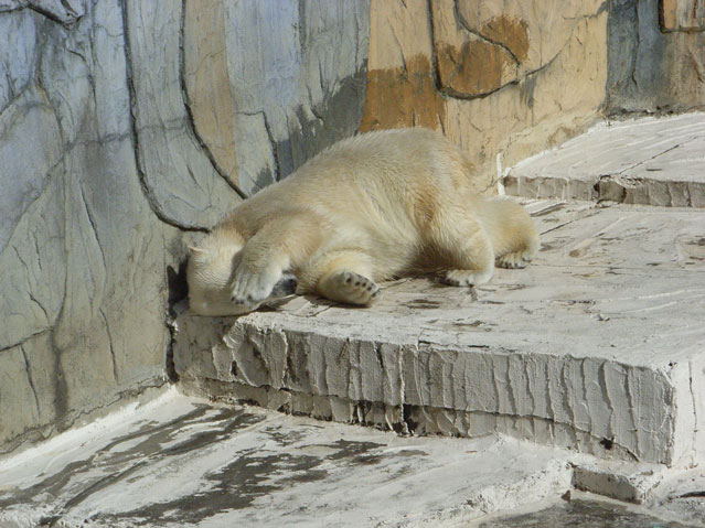 シロクマ5日本平動物園ロッシー2009｜ホッキョクグマと三角コーン