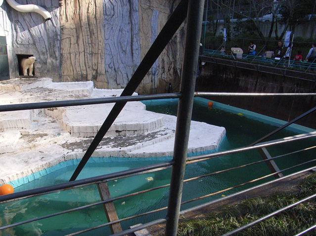 シロクマ18日本平動物園ロッシー2009｜ホッキョクグマと三角コーン