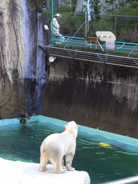シロクマ20日本平動物園ロッシー2009｜ホッキョクグマと三角コーン