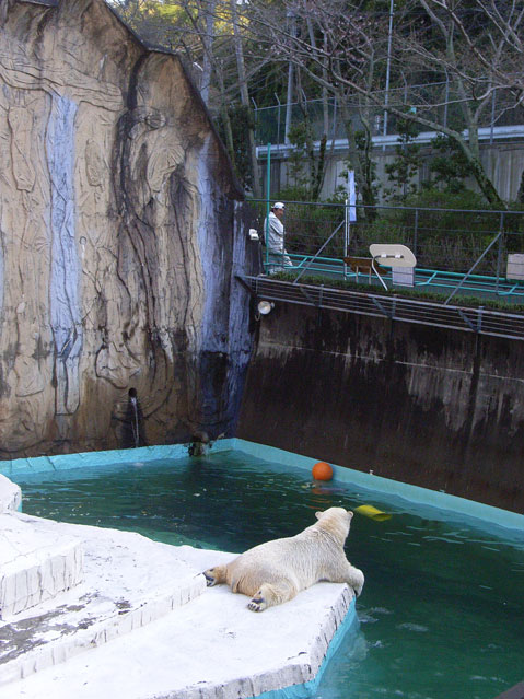 シロクマ19日本平動物園ロッシー2009｜ホッキョクグマと三角コーン