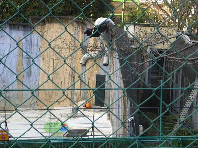 シロクマ27日本平動物園ロッシー2009｜ホッキョクグマと三角コーン