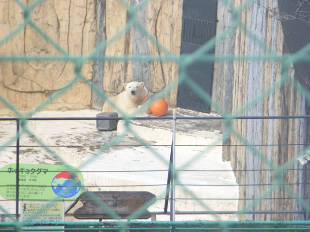 シロクマ28日本平動物園ロッシー2009｜ホッキョクグマと三角コーン