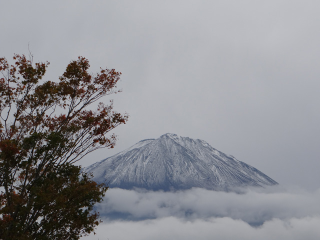 番外写真館富士山初冠雪3｜ホッキョクグマと三角コーン