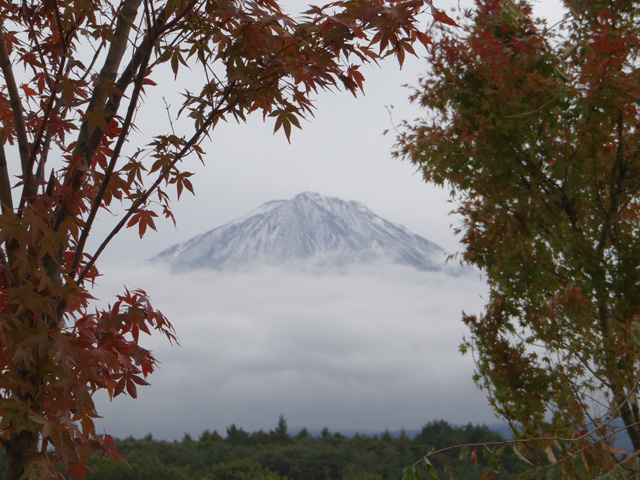 番外写真館富士山初冠雪7｜ホッキョクグマと三角コーン
