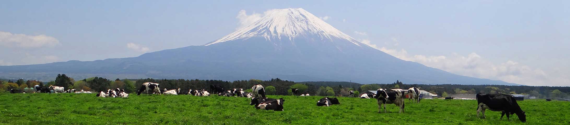番外写真館初夏の富士山麓1｜ホッキョクグマと三角コーン