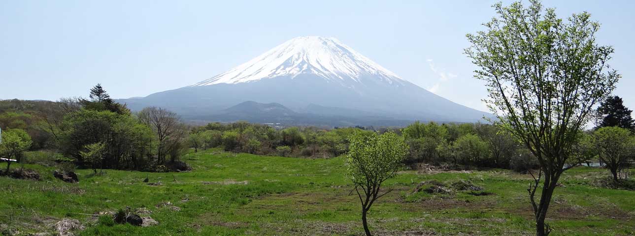 番外写真館初夏の富士山麓17｜ホッキョクグマと三角コーン
