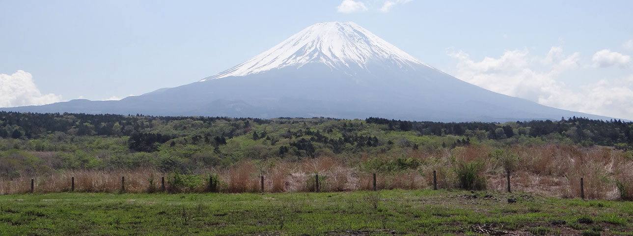 番外写真館初夏の富士山麓18｜ホッキョクグマと三角コーン
