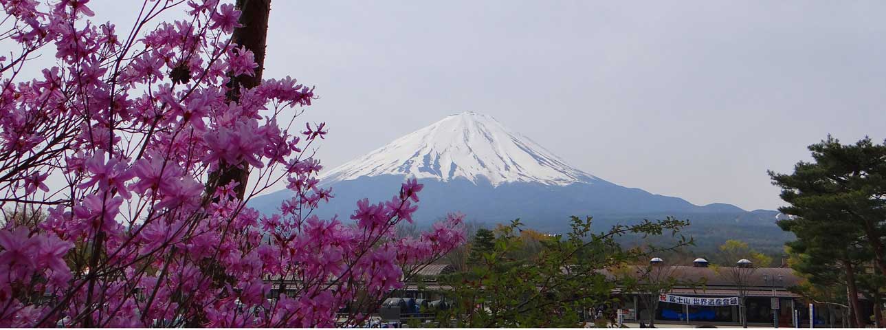 番外写真館初夏の富士山麓21｜ホッキョクグマと三角コーン