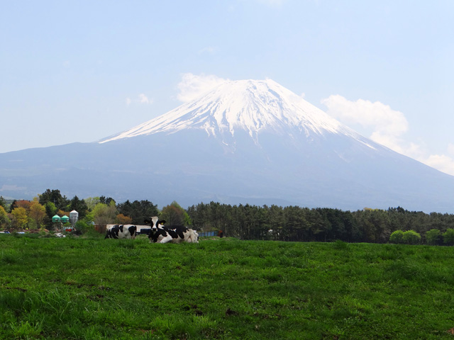 番外写真館初夏の富士山麓25｜ホッキョクグマと三角コーン