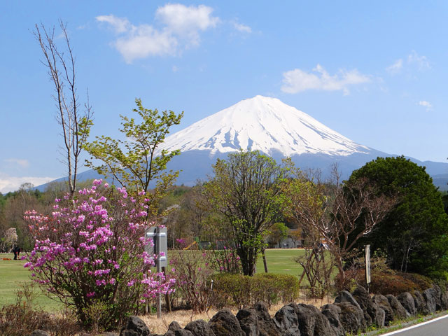 番外写真館初夏の富士山麓26｜ホッキョクグマと三角コーン