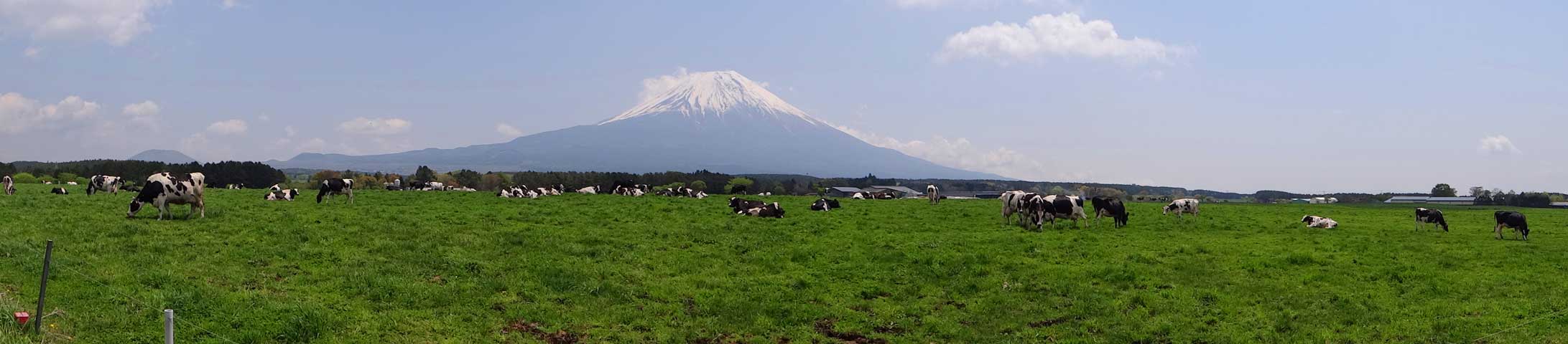 番外写真館初夏の富士山麓3｜ホッキョクグマと三角コーン