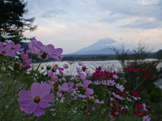 番外写真館秋の富士山6｜ホッキョクグマと三角コーン