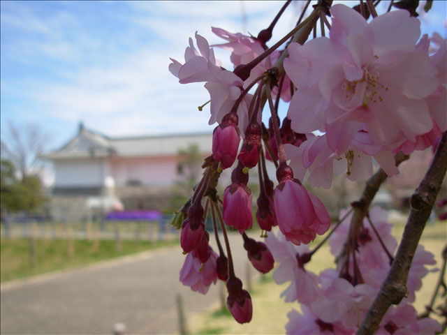 番外写真館桜6｜ホッキョクグマと三角コーン