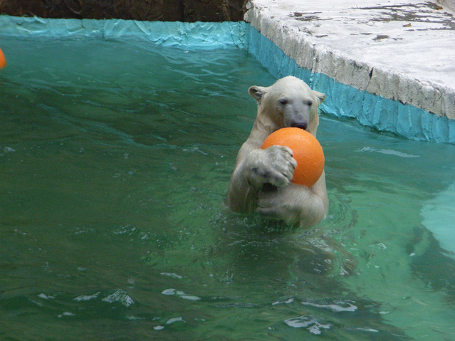 シロクマ33日本平動物園ロッシー2009｜ホッキョクグマと三角コーン